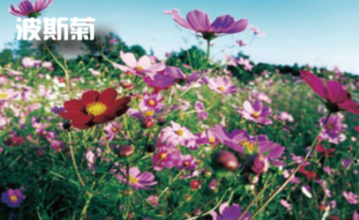 波斯菊