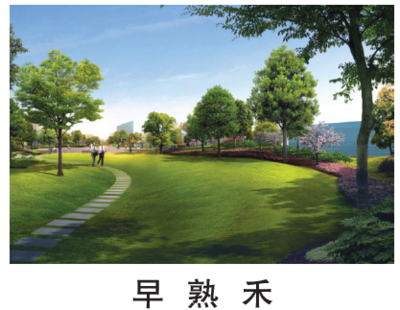 早熟禾