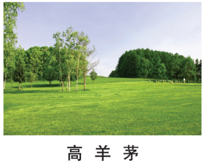 高羊茅