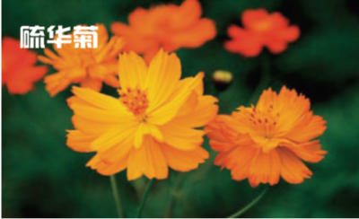 硫華菊