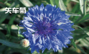 矢車(chē)菊
