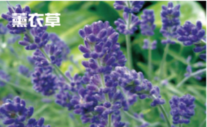 薰衣草
