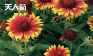 天人菊